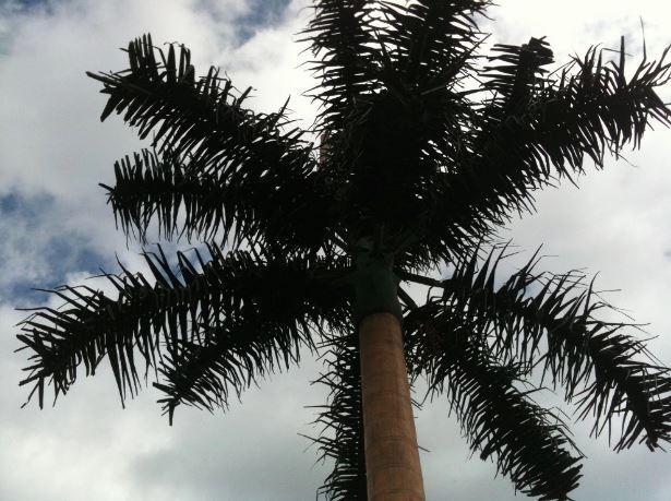 Palm Tress sejttorony