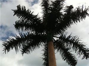 Palm Tress sejttorony